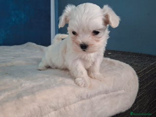 Bichón Maltés perros Bellos cachorros de Bichón Máltes - Anuncio 1