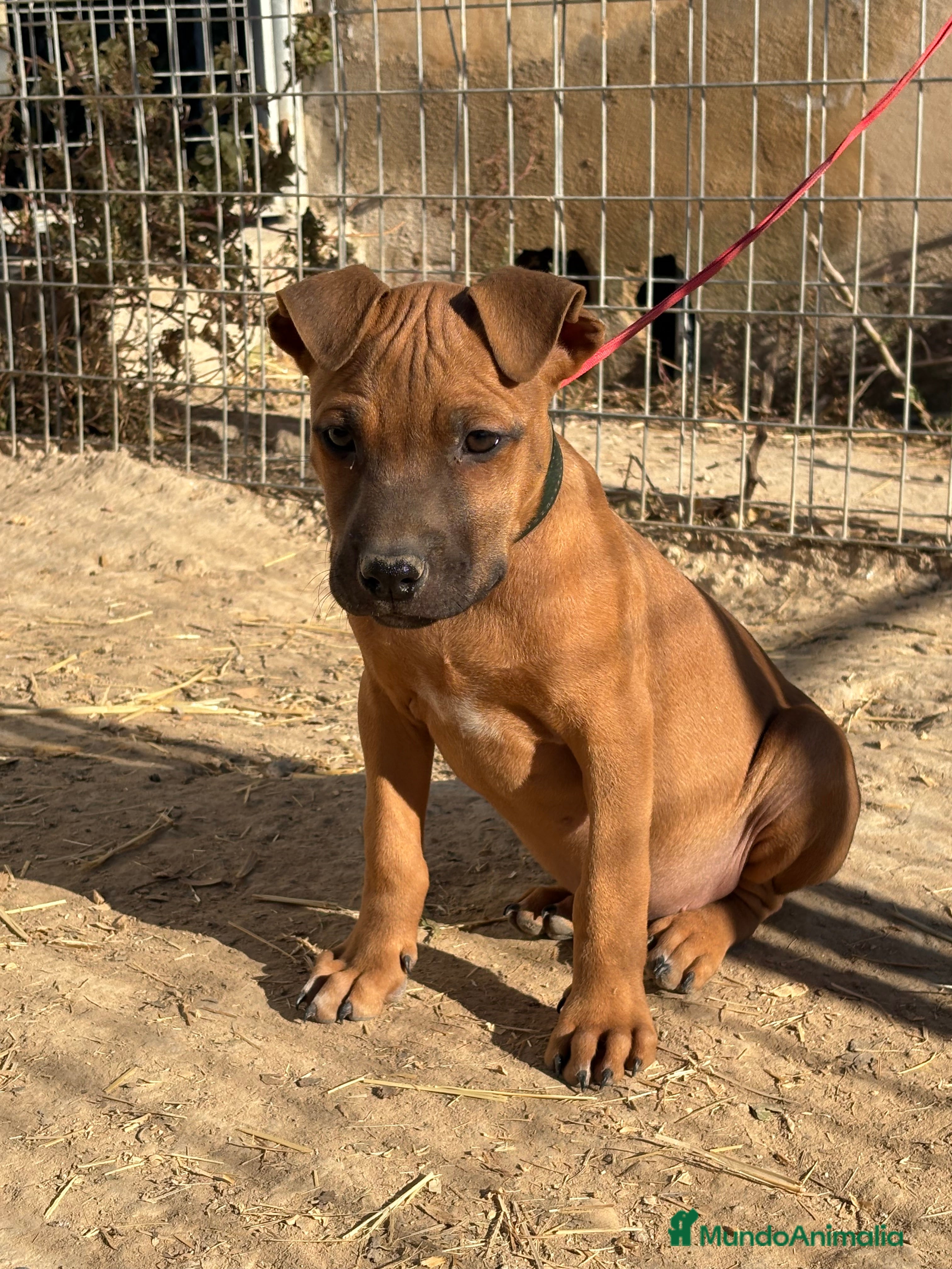 American Pit Bull Terrier perros Pitbull con pedigree  - Anuncio 1