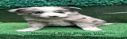 Border Collie perros en venta: BORDER COLLIE DE VILLA BIZNAGA. Hembra Blue Merle - Anuncio 7