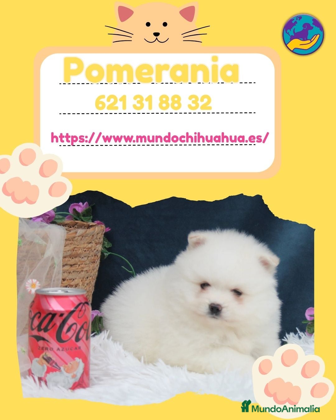 Pomerania perros Pomeranias enanos carita de osito 🧸 - Anuncio 1