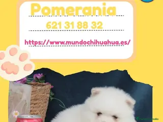 Pomerania perros Pomeranias enanos carita de osito 🧸 - Anuncio 1