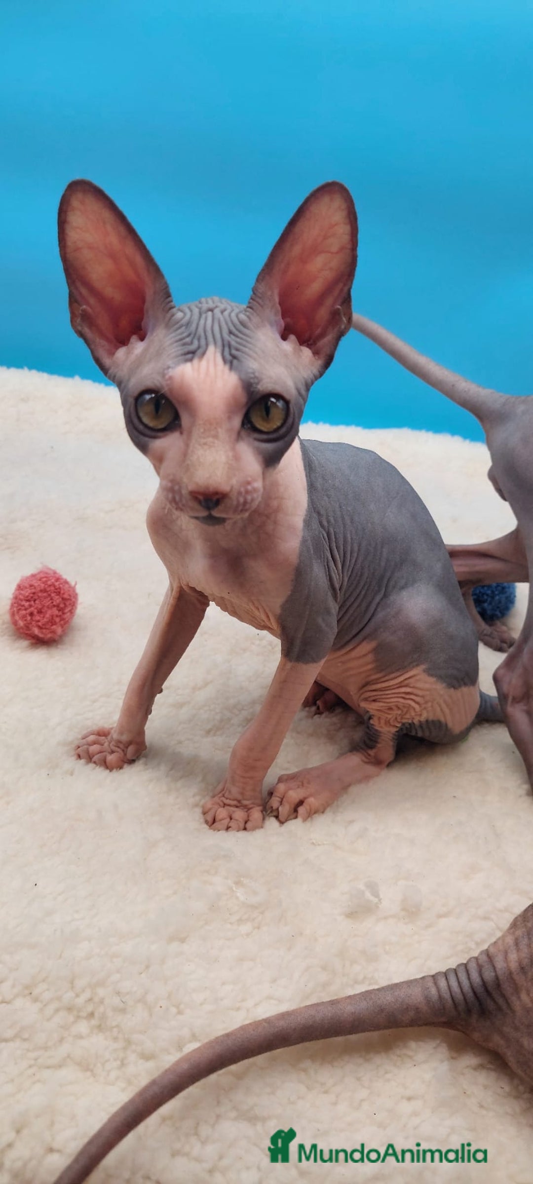 Sphynx gatos en venta: Machito bicolor  - Anuncio 2