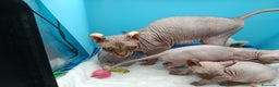 Sphynx gatos en venta: Gatitos Egipcios  - Anuncio 8