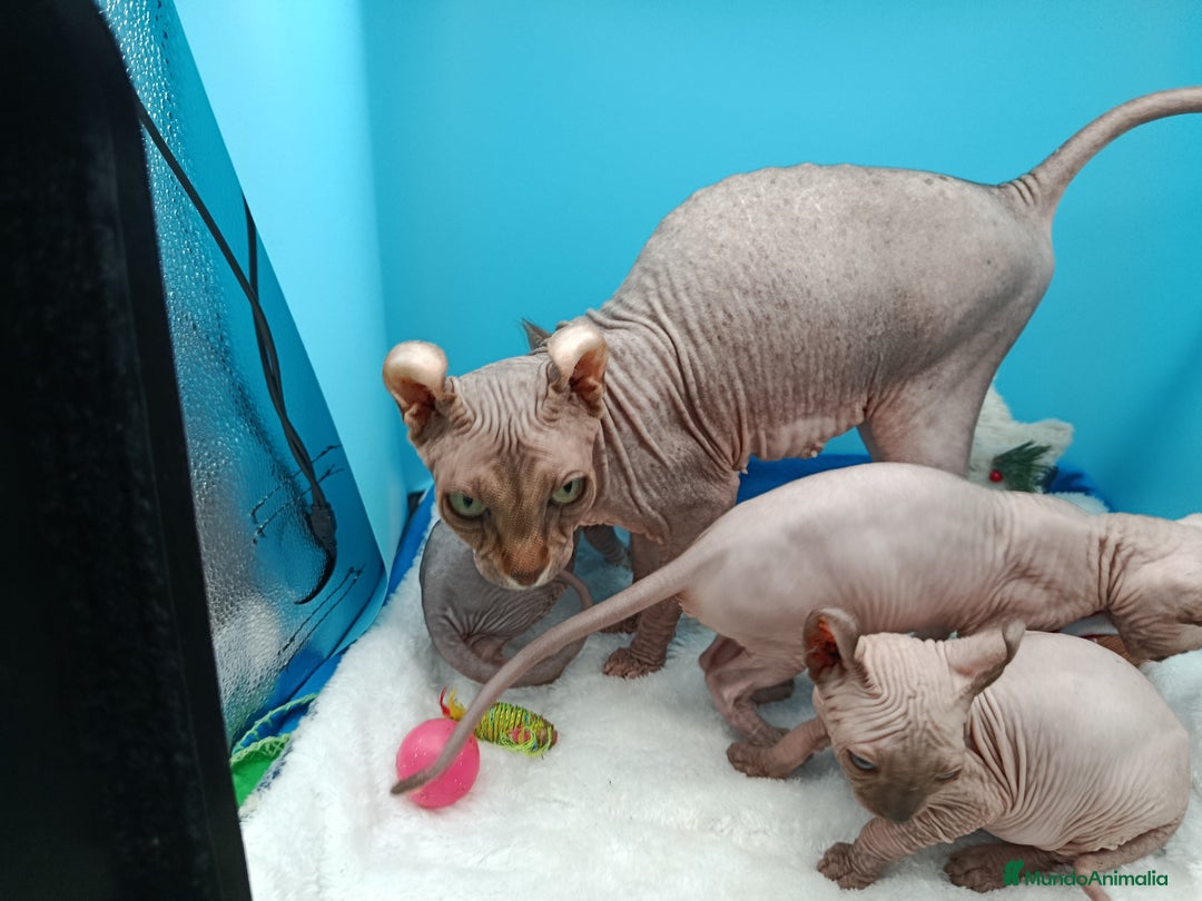 Sphynx gatos en venta: Gatitos Egipcios  - Anuncio 8