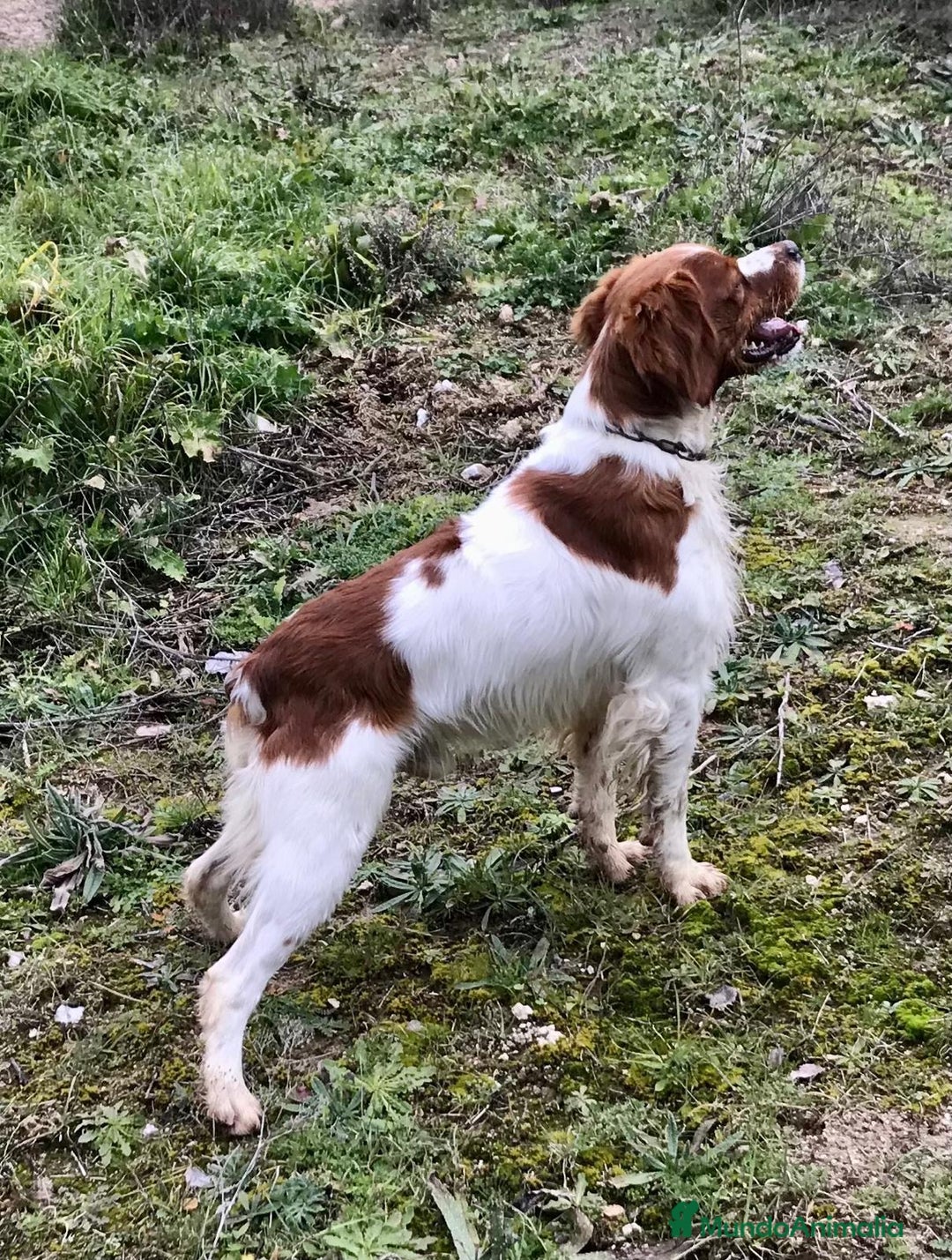 Épagneul Breton perros en venta: Epagneul Bretón  en Guadalajara - Imagen 6