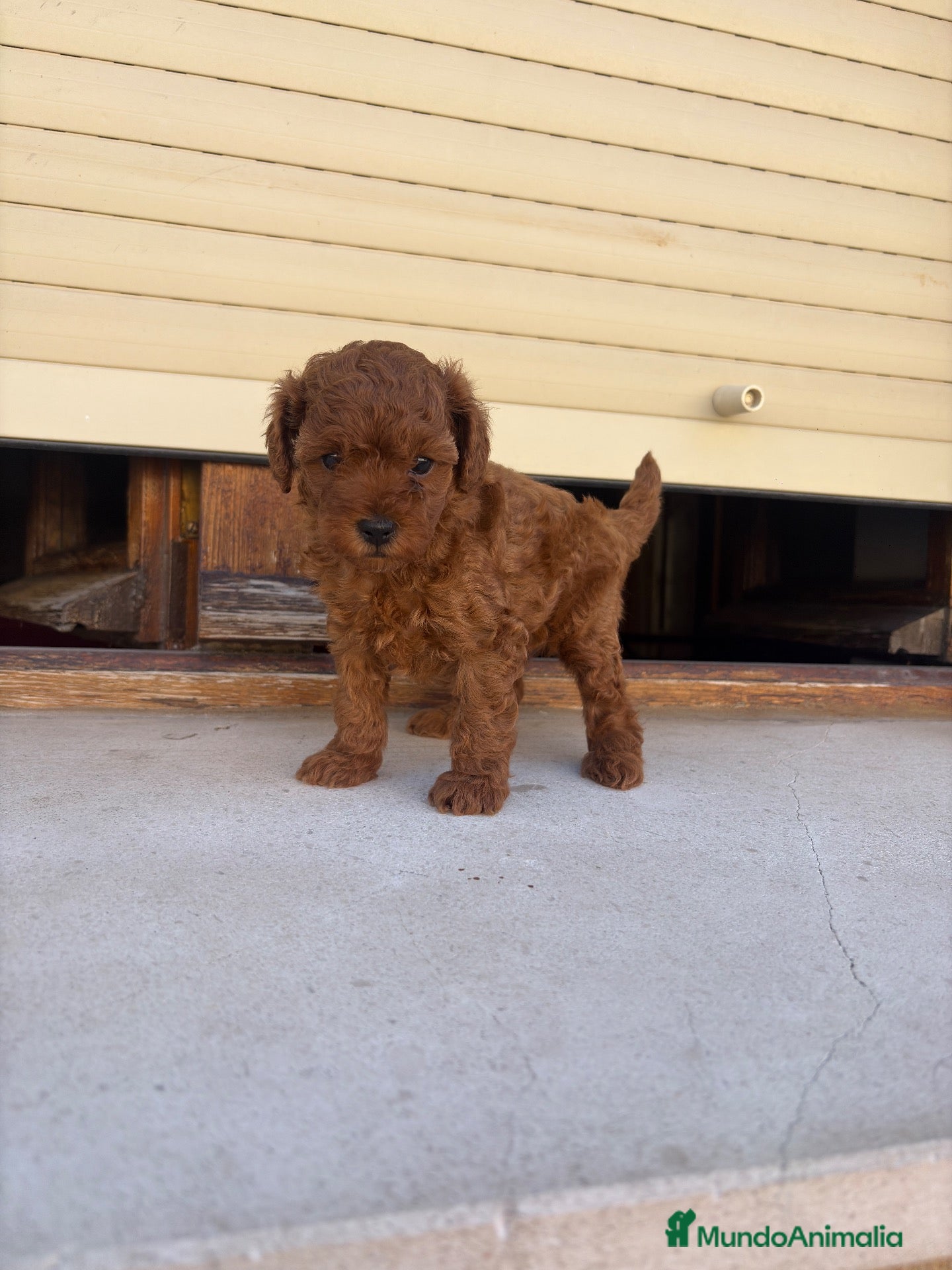 Caniche Toy perros Caniche Toy  - Anuncio 2