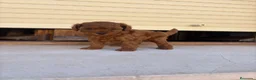 Caniche Toy perros en venta: Caniche Toy  - Anuncio 2