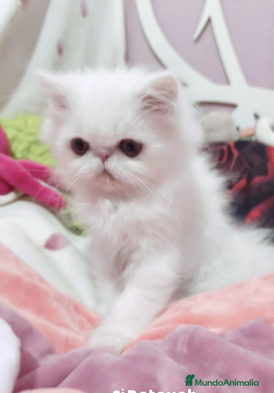 Scottish Fold gatos British y Scotish  - Anuncio 2