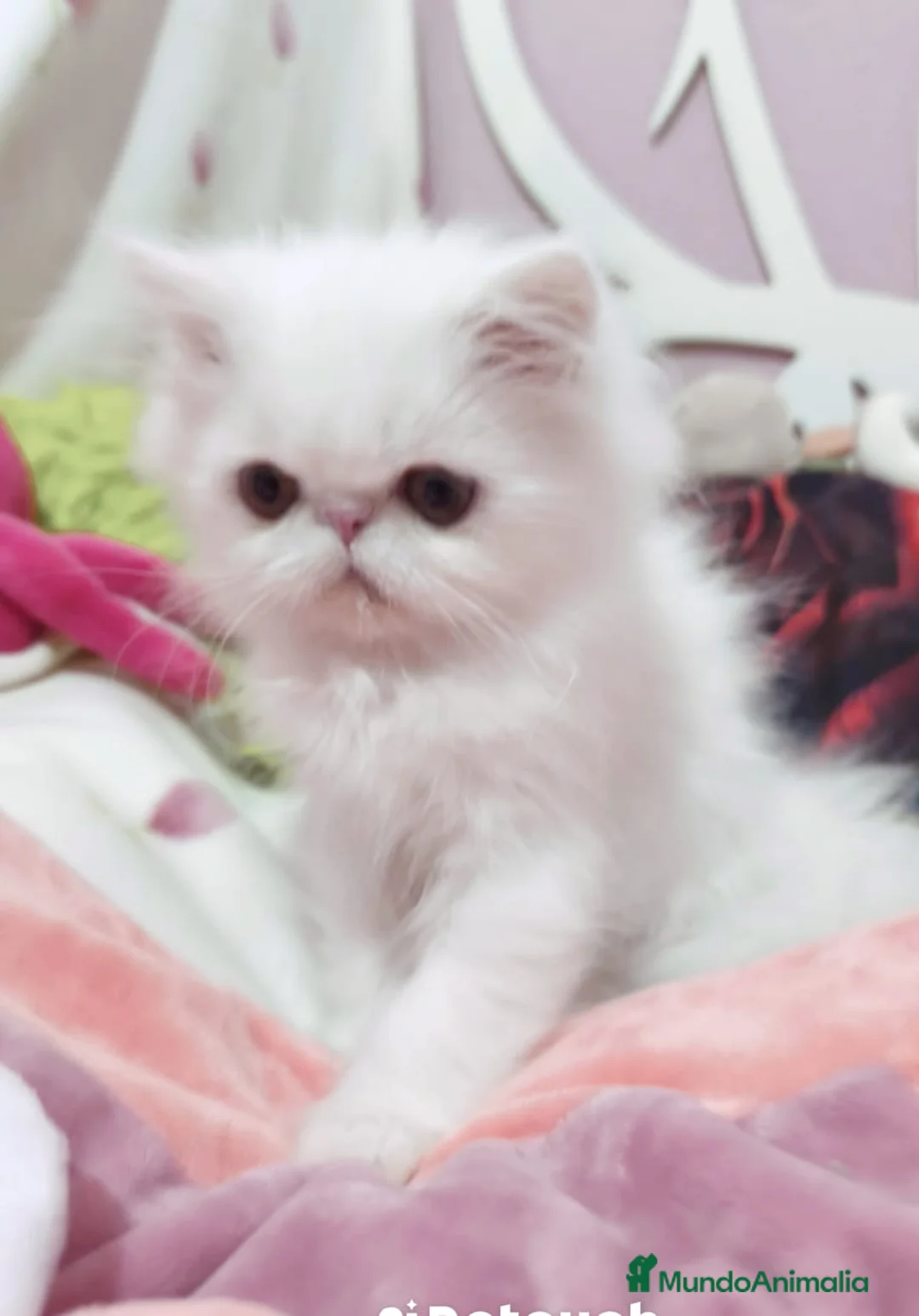 Scottish Fold gatos en venta: British y Scotish  - Anuncio 2