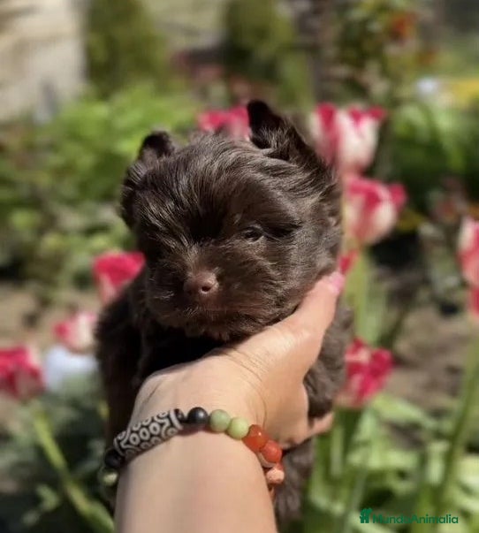 Yorkshire Terrier perros Exclusivos cachorros color chocolate Toy - Anuncio 1