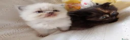 Exótico de Pelo Largo gatos en venta: Gatitos persa himalayo  - Anuncio 4