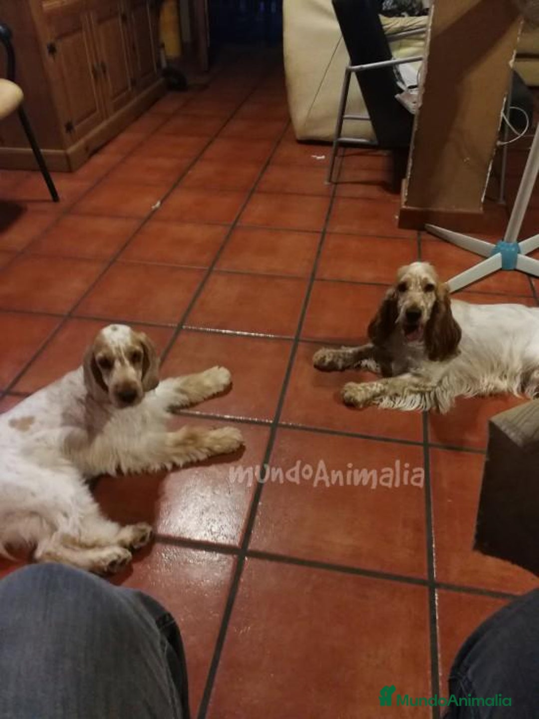 Imagen de galería {{count}}