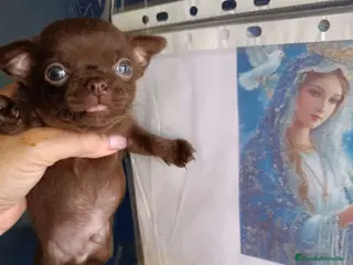 Chihuahua perros ‼️PRECIOSA CAMADA DE CHIHUAHUAS TAMAÑO MINI - Anuncio 1