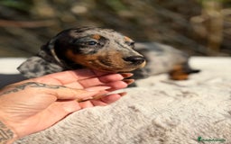 Teckel Miniatura perros en venta: Teckel miniatura arlequin  - Imagen 3