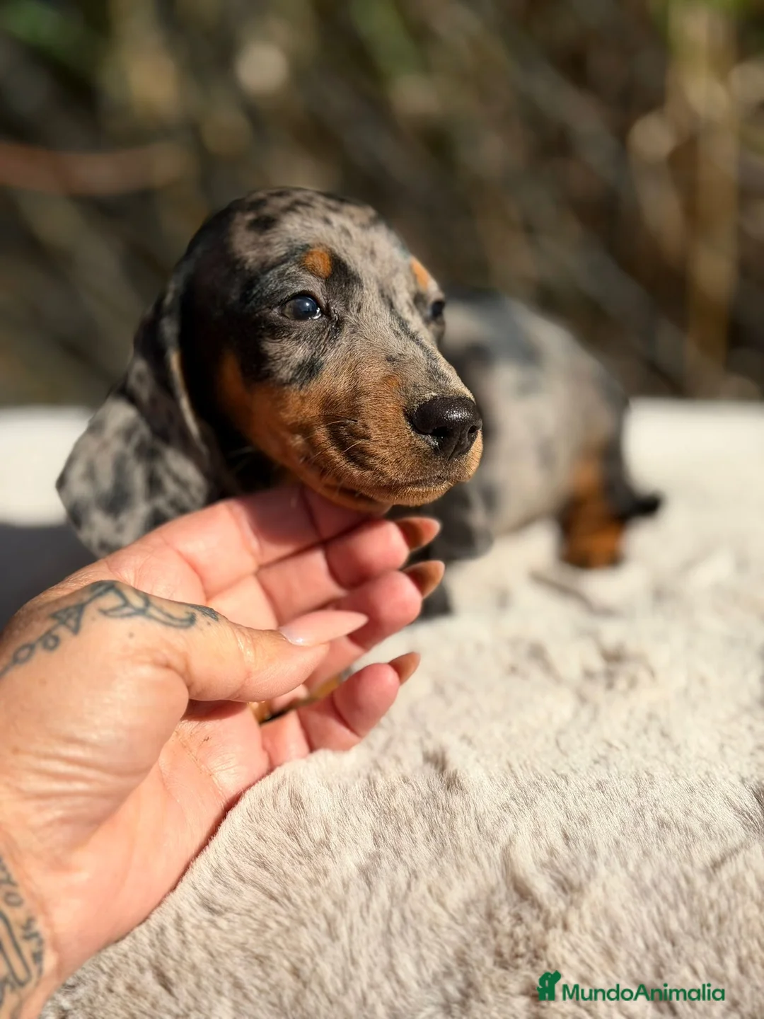 Teckel Miniatura perros en venta: Teckel miniatura arlequin  - Anuncio 3