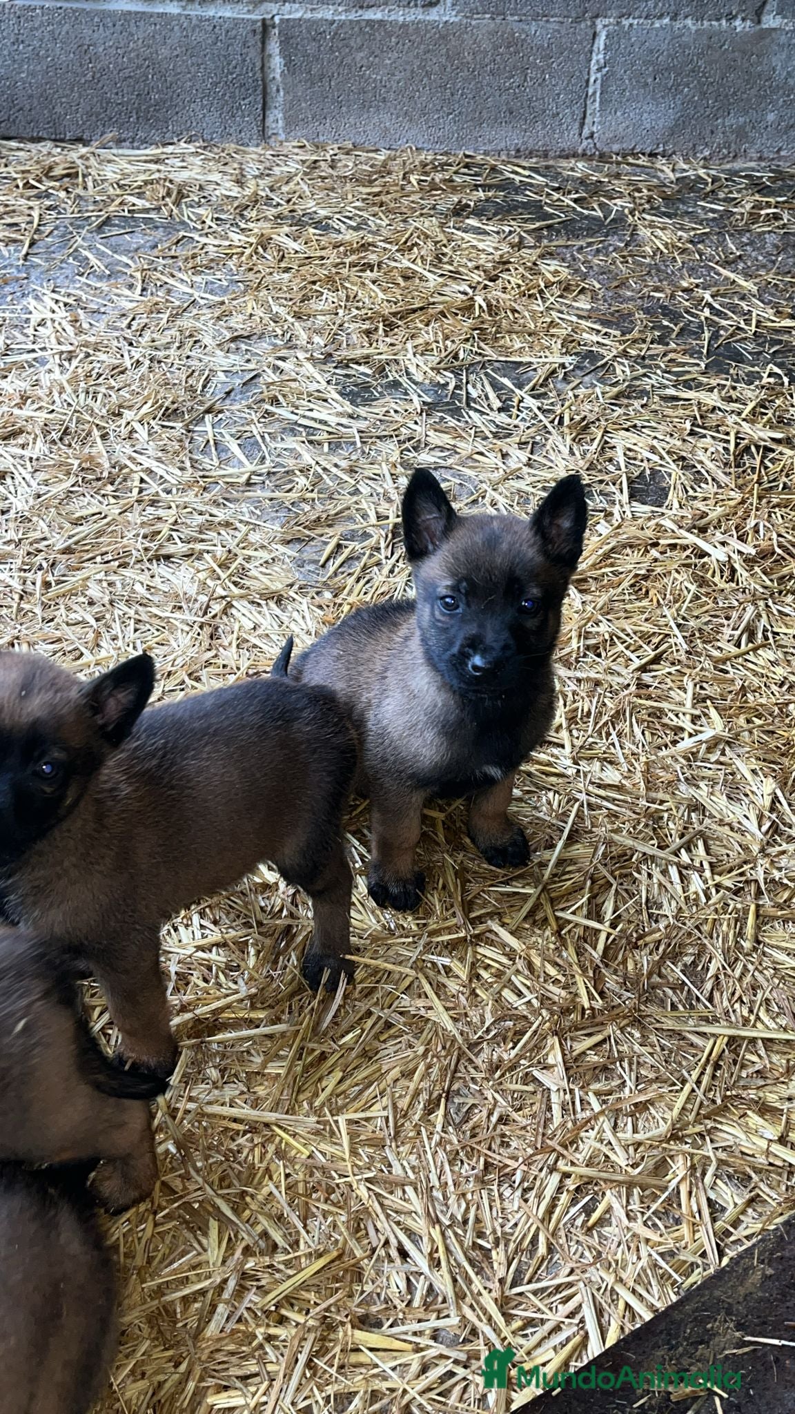 Pastor Belga Malinois perros Pastor belga malinois  en La Rioja - Anuncio 2