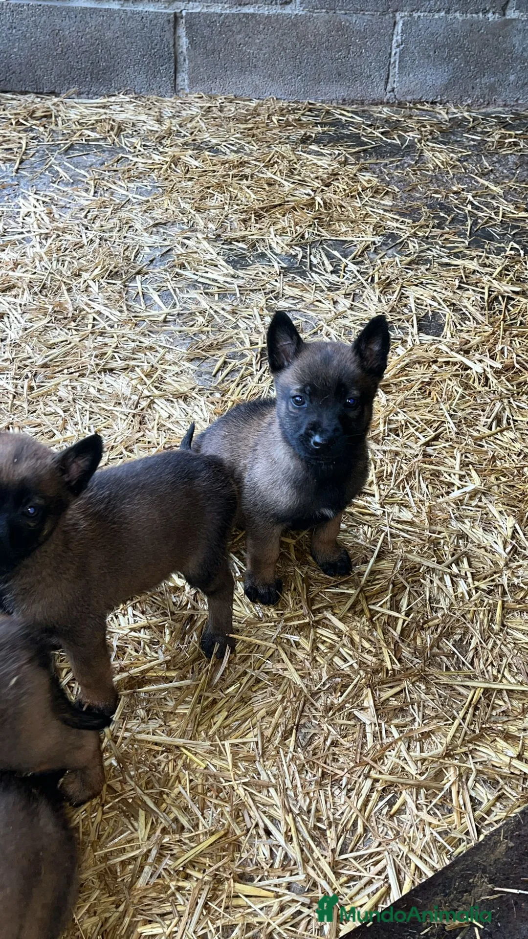 Pastor Belga Malinois perros en venta: Pastor belga malinois  en La Rioja - Anuncio 2