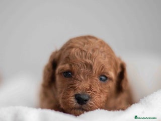 Caniche Toy perros - Anuncio 21