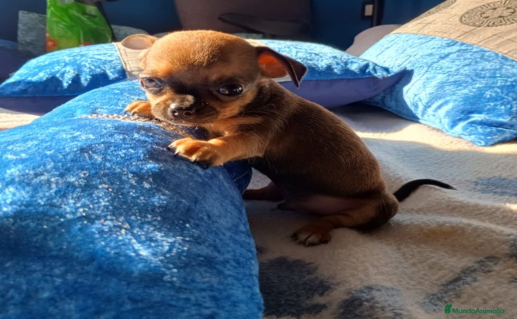 Chihuahua perros - Anuncio 3