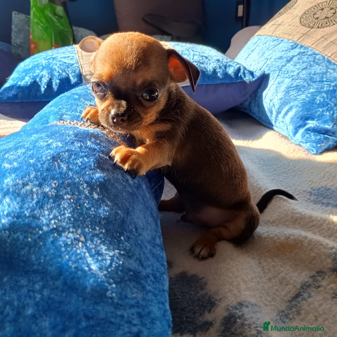 Chihuahua perros en venta: Cachorros de chihuahua - Imagen 1