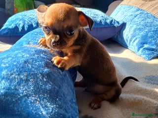 Chihuahua perros - Anuncio 2