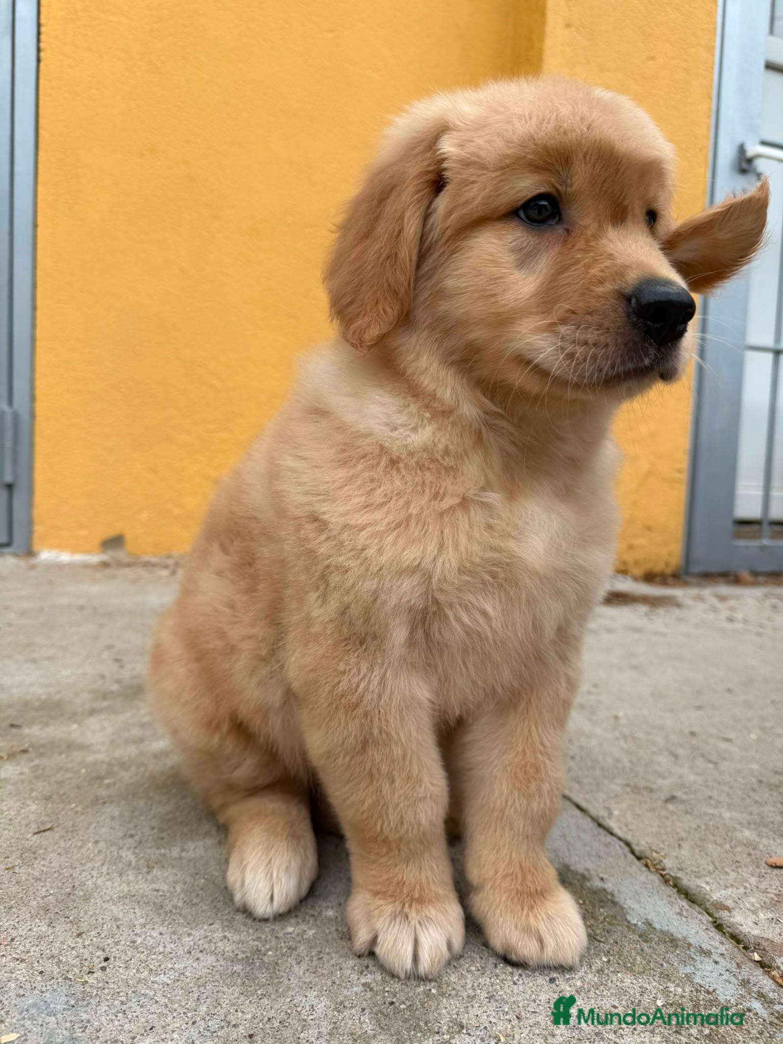 Golden Retriever perros Golden Retriever  - Anuncio 2