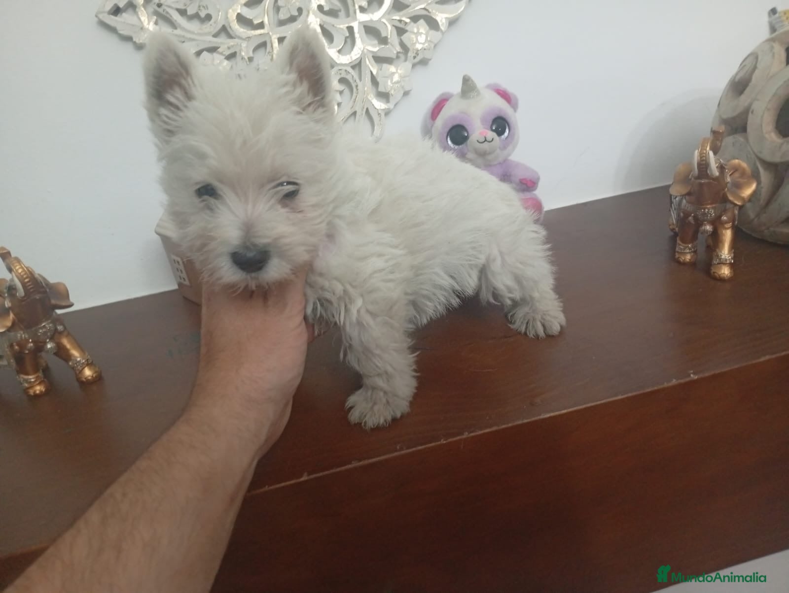 West Highland White Terrier perros Westy macho  - Anuncio 2
