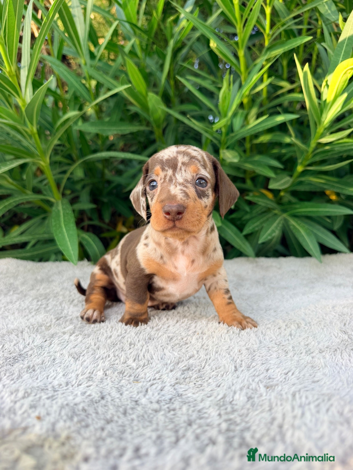 Teckel Miniatura perros TECKEL MINIATURA ARLEQUÍN CHOCOLATE HEMBRA  - Anuncio 1