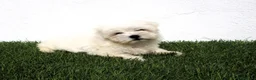 Bichón Maltés perros en venta: Bichon Maltes  - Anuncio 5