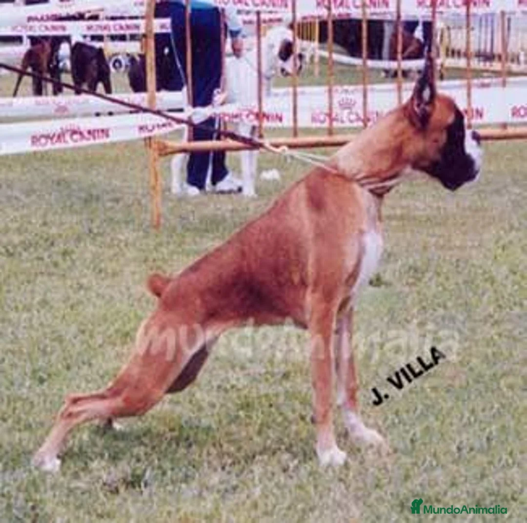 Imagen de galería {{count}}