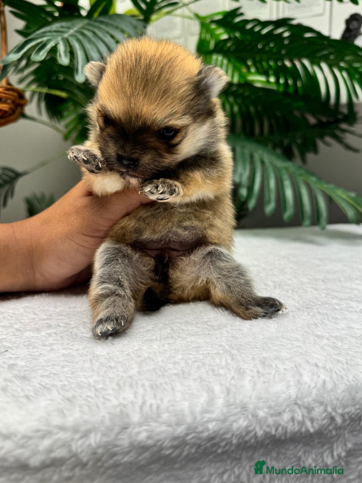 Pomerania perros POMERANIA. HEMBRAS - Anuncio 1
