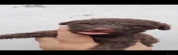 Perro de Agua Español perros en venta: Perros de agua  - Anuncio 4