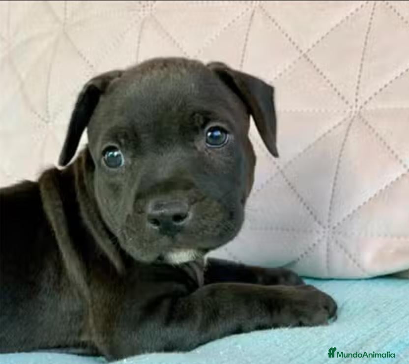 American Pit Bull Terrier perros Cachorra Pitbull - Anuncio 1