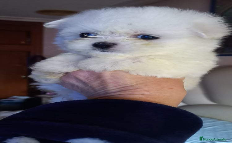 Bichón Maltés perros - Propaganda 1