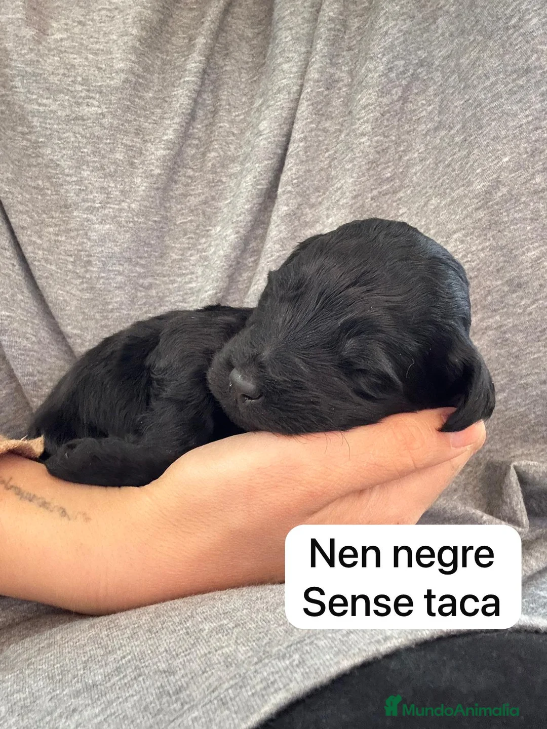 Labradoodle perros en venta: Preciosos cachorros - Anuncio 4