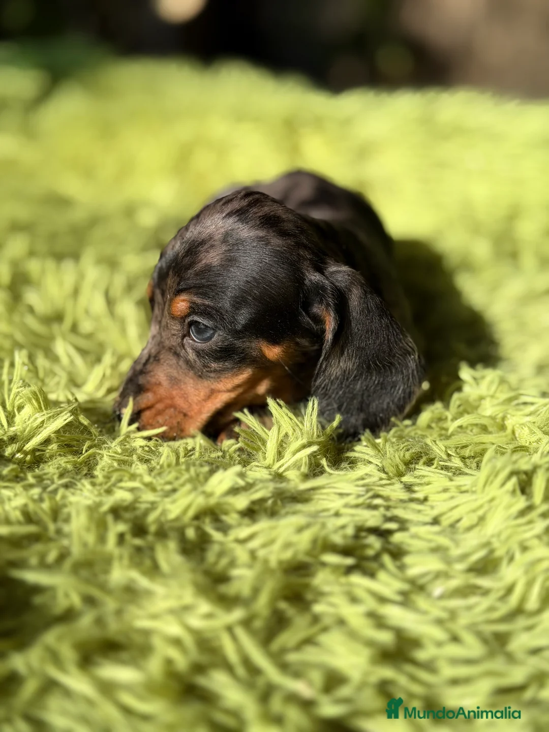 Teckel Miniatura perros en venta: Teckel Arlequin diminuto  - Anuncio 3