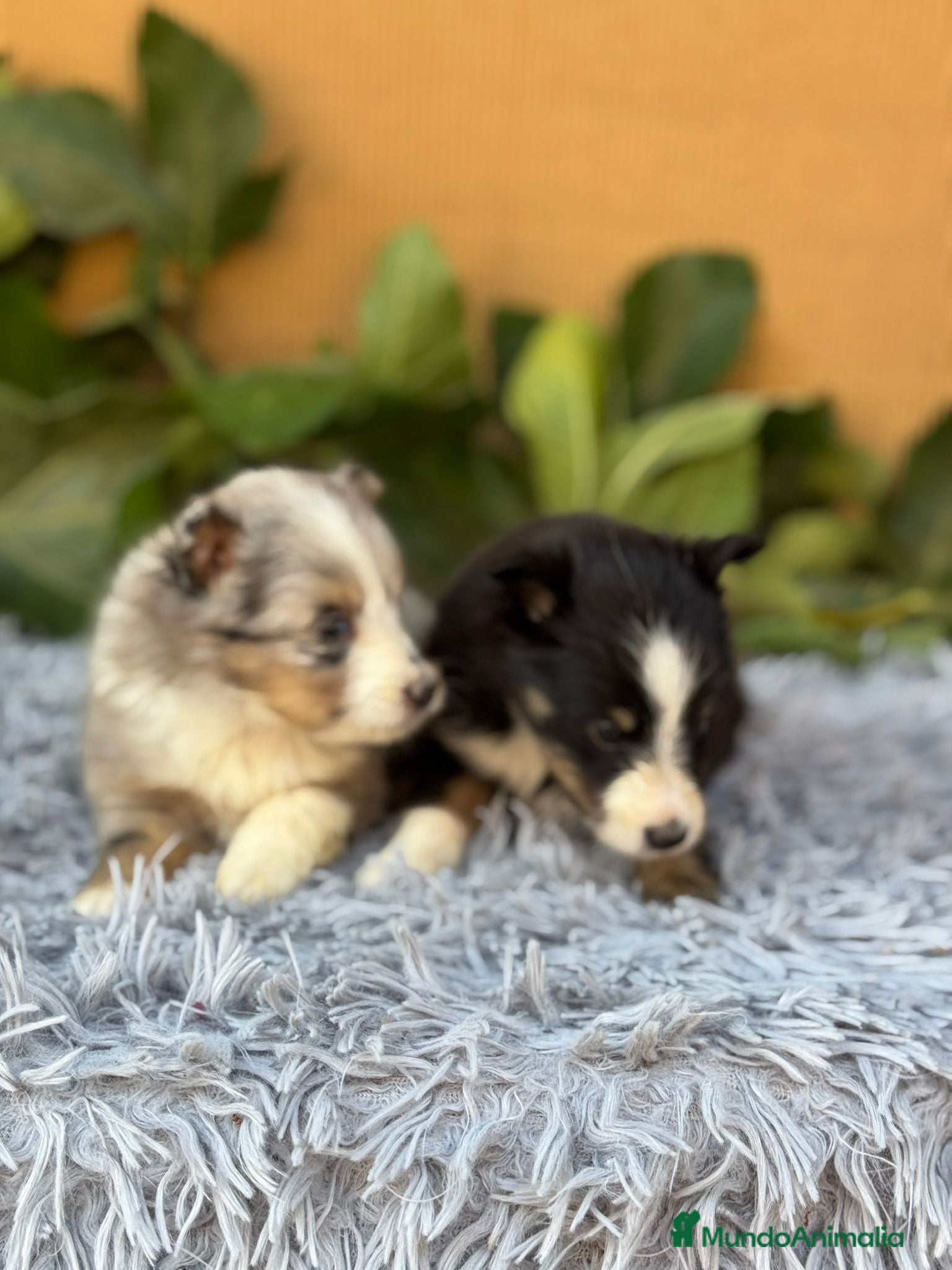 Perro Pastor de las Shetland perros SHELTIE HEMBRITAS  - Anuncio 2
