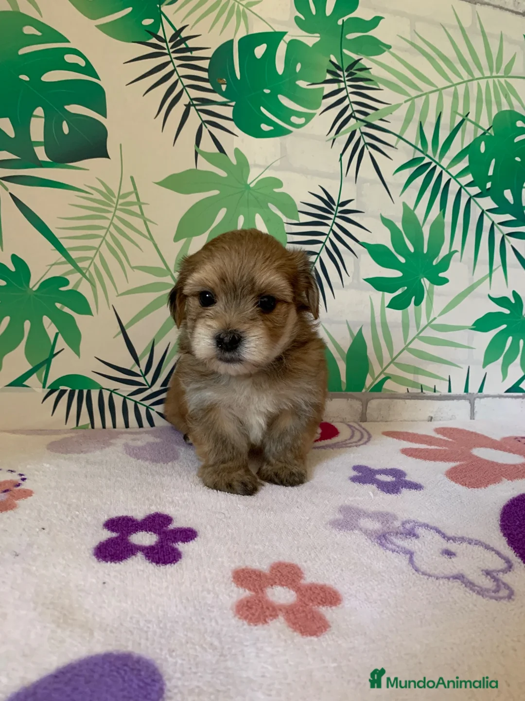 Morkie perros en venta: Cachorros Morkie en Valencia - Anuncio 1