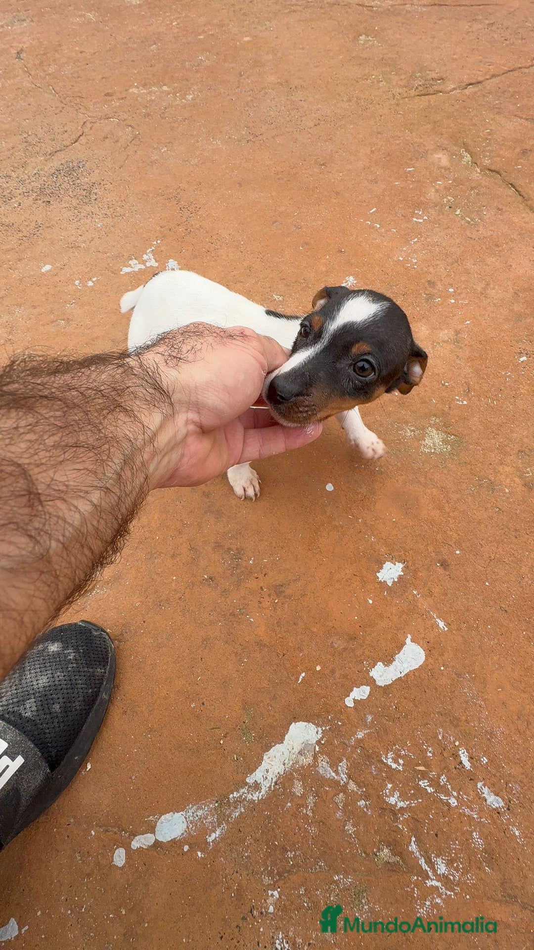 Jack Russell Terrier perros en venta: Jack Russell  - Anuncio 2