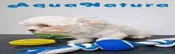 Bichón Habanero perros en venta: Bichon Habanero Macho 6220 AQUANATURA - Anuncio 8