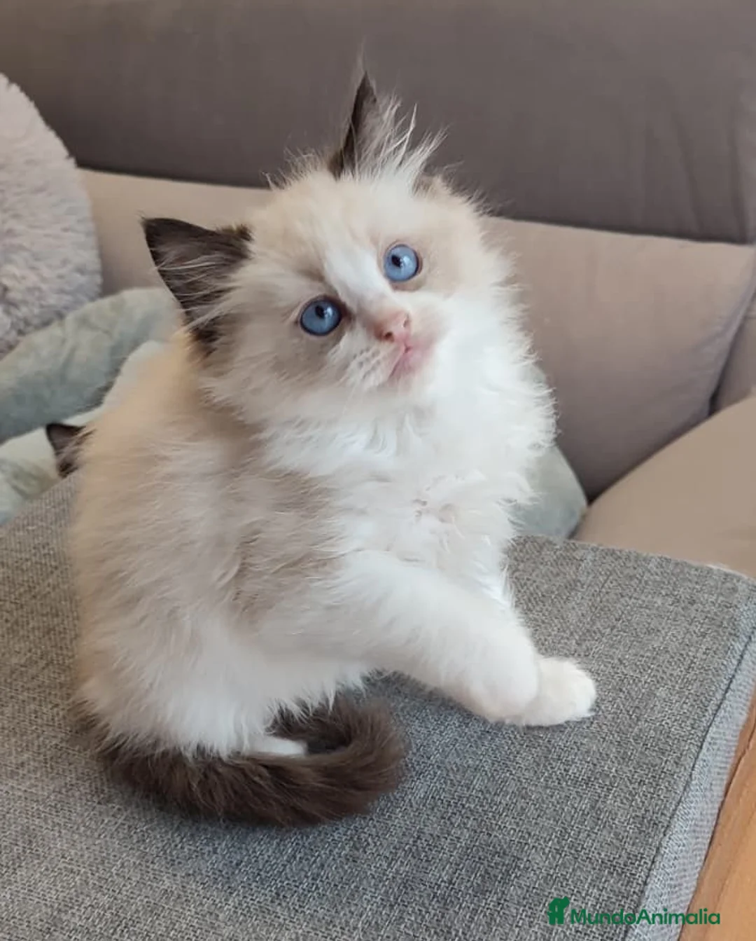 Ragdoll gatos en venta: Gatitos Ragdoll - Anuncio 13