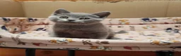 Británico de Pelo Corto gatos en venta: British Shorthair  - Anuncio 7