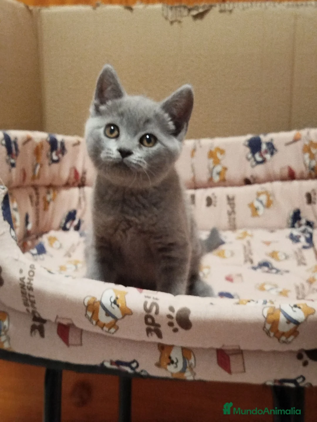 Británico de Pelo Corto gatos en venta: British Shorthair  - Anuncio 7