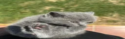 Británico de Pelo Corto Azul gatos en venta:  gato brithish azules - Anuncio 4