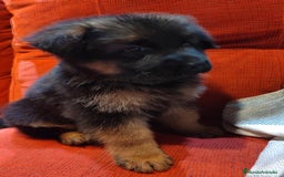 Pastor Alemán perros en venta: Nueva Camada de Pastor manto Negro - Anuncio 8