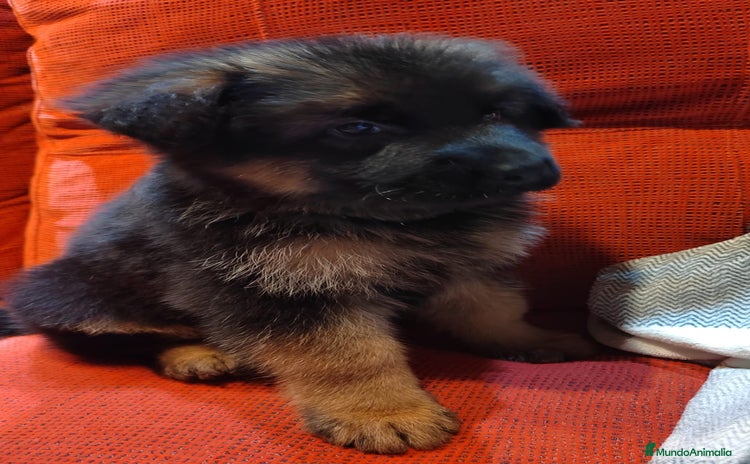 Pastor Alemán perros Nueva Camada de Pastor manto Negro - Anuncio 6