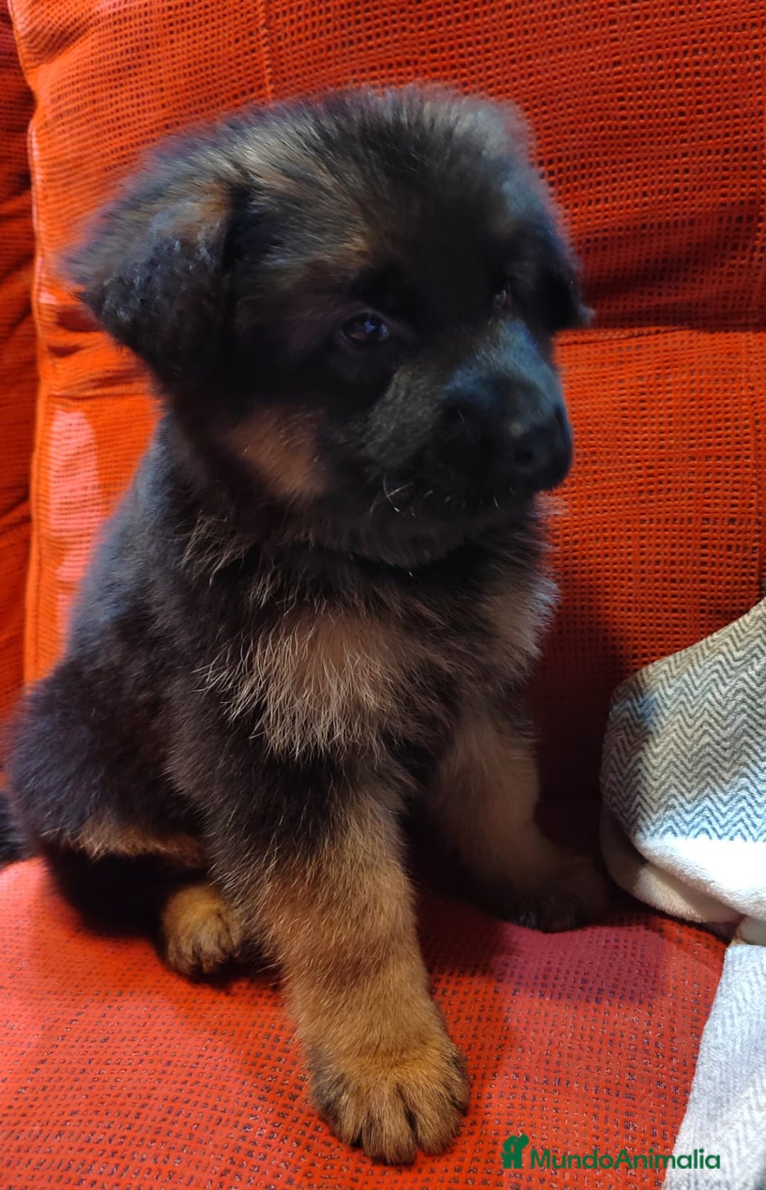 Pastor Alemán perros en venta: Nueva Camada de Pastor manto Negro - Anuncio 8