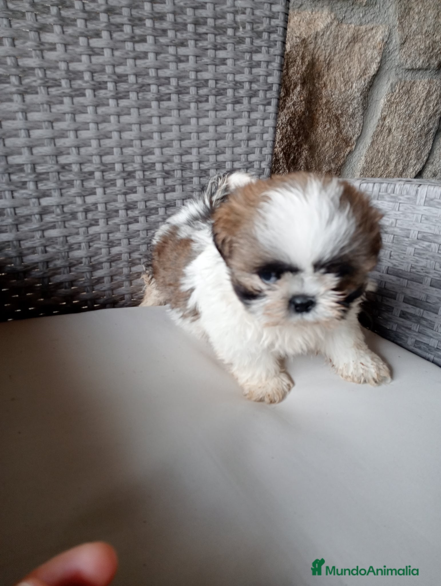 Shih Tzu perros Cachorros de shih tzu  - Anuncio 1