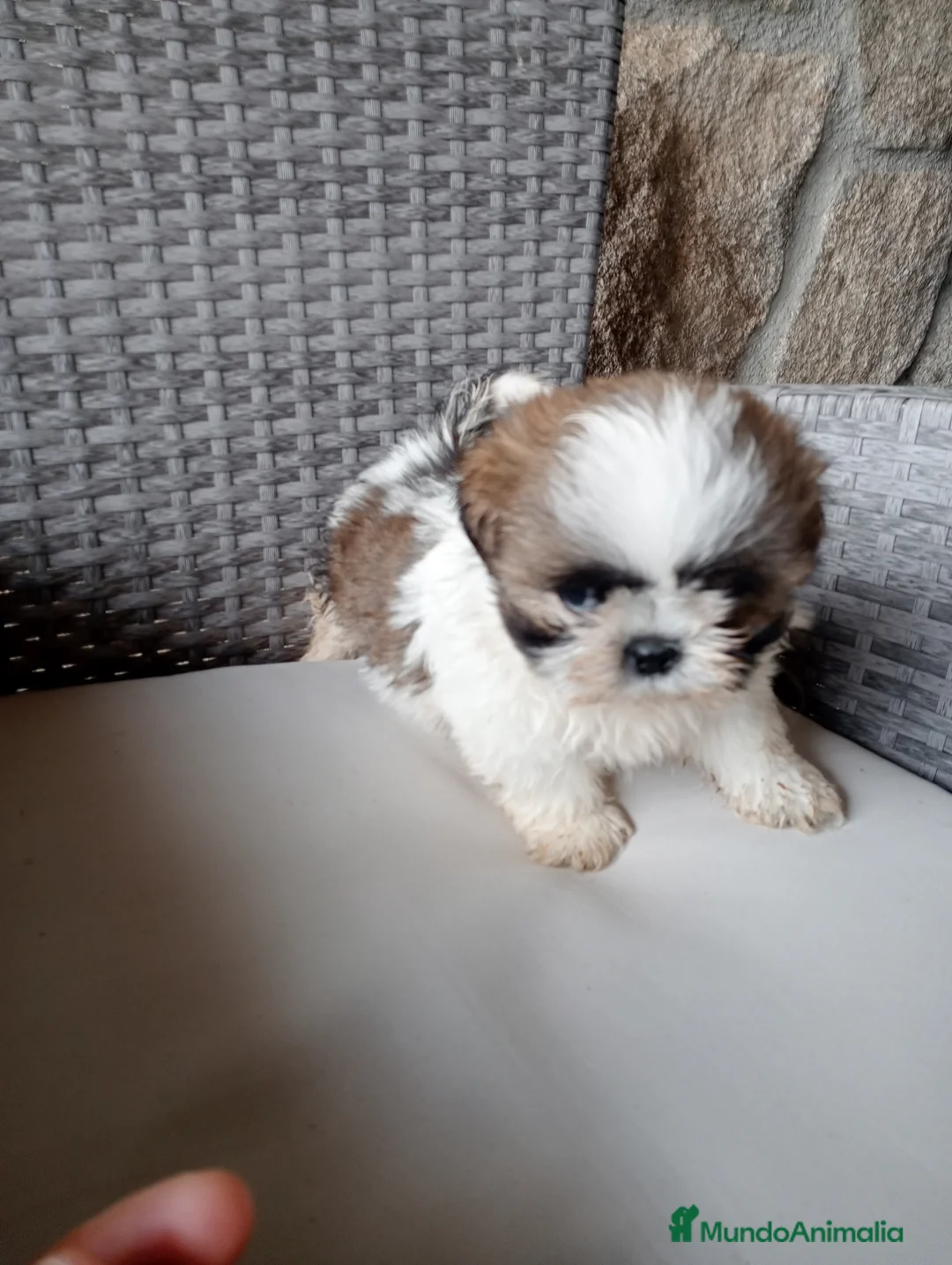 Shih Tzu perros en venta: Cachorros de shih tzu  - Anuncio 1