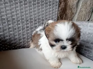Shih Tzu perros Cachorros de shih tzu - Anuncio 1